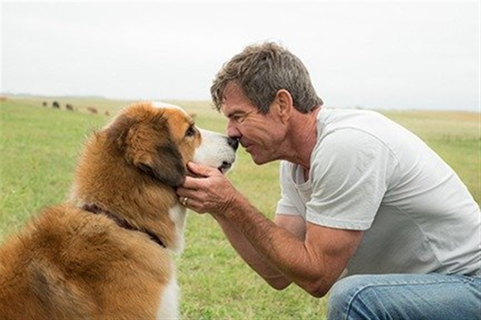A Dog's Purpose - What2Watch