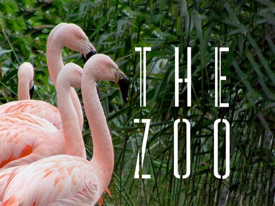 The Zoo - What2Watch