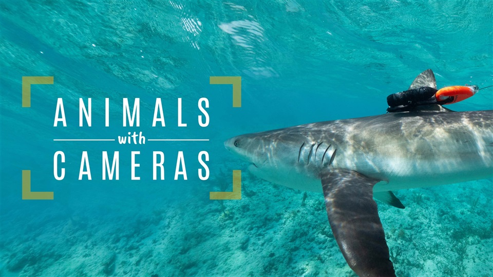 Animals With Cameras, A Nature Miniseries - What2Watch